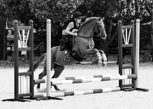 State Show Jumping Championships