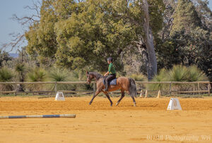 State Dressage Championships
